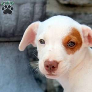 Mitch, Chihuahua Mix Puppy