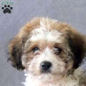 Mitch, Cavachon Puppy
