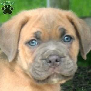 Mitch, Cane Corso Puppy