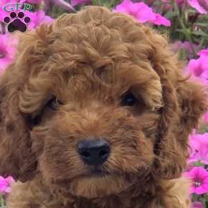 Mitch, Cockapoo Puppy