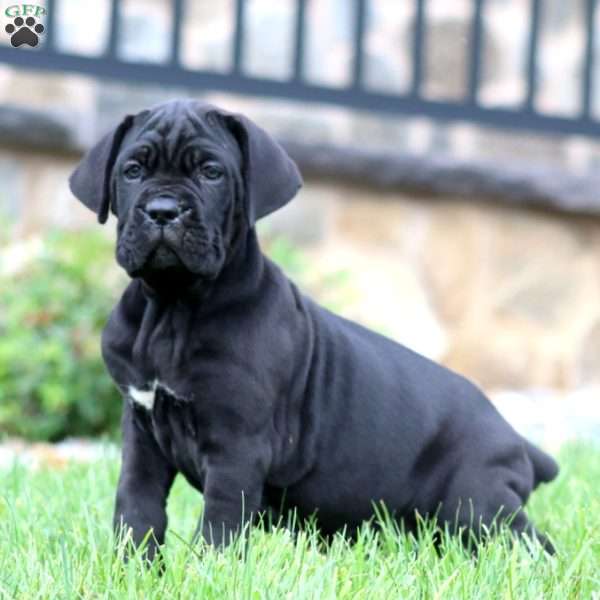 Mitch, Cane Corso Puppy