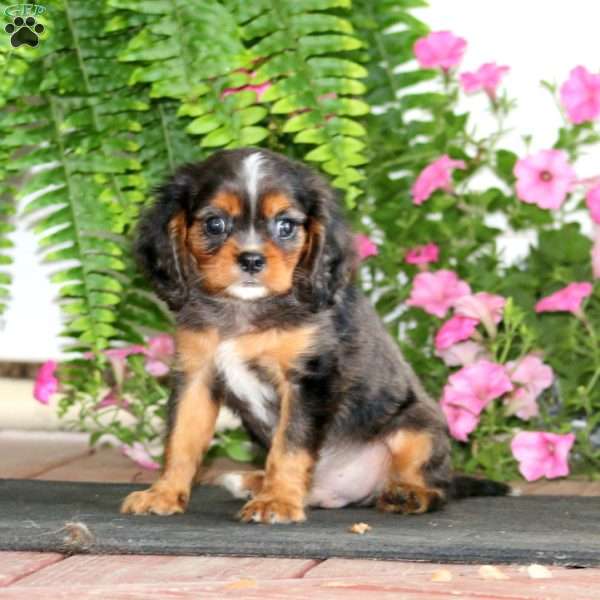 Mitch, Cavalier King Charles Spaniel Puppy