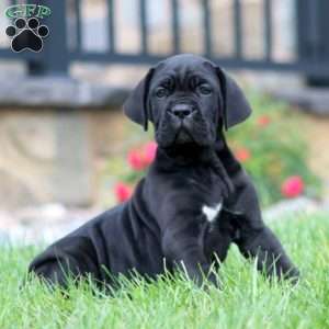 Mitch, Cane Corso Puppy