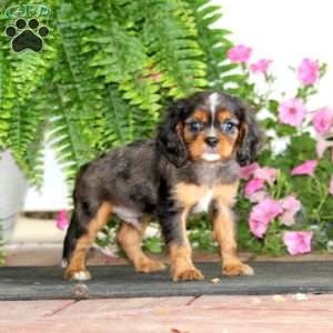 Mitch, Cavalier King Charles Spaniel Puppy