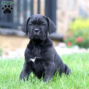 Mitch, Cane Corso Puppy