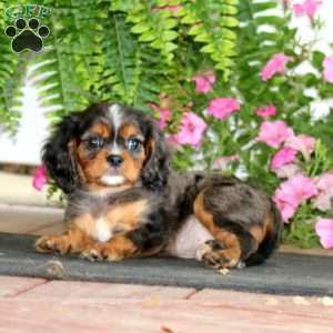 Mitch, Cavalier King Charles Spaniel Puppy