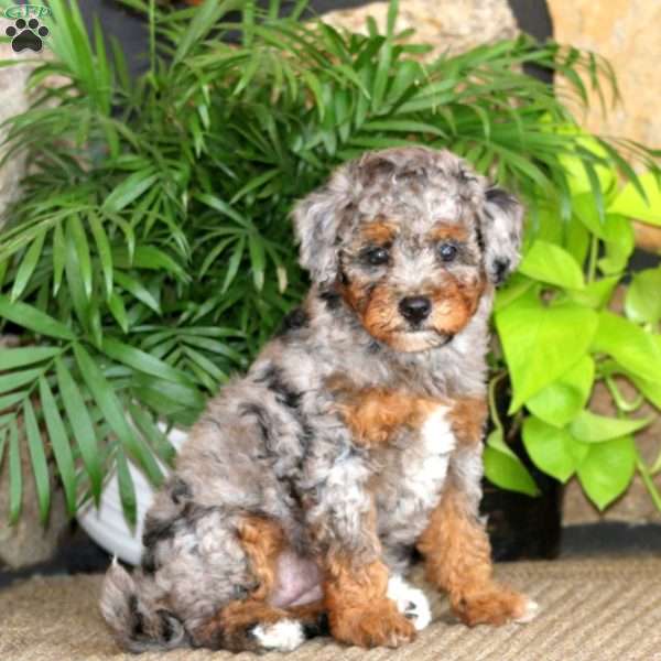 Mitzy, Miniature Poodle Puppy