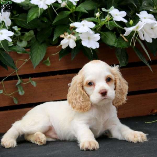 Mitzy, Cocker Spaniel Puppy
