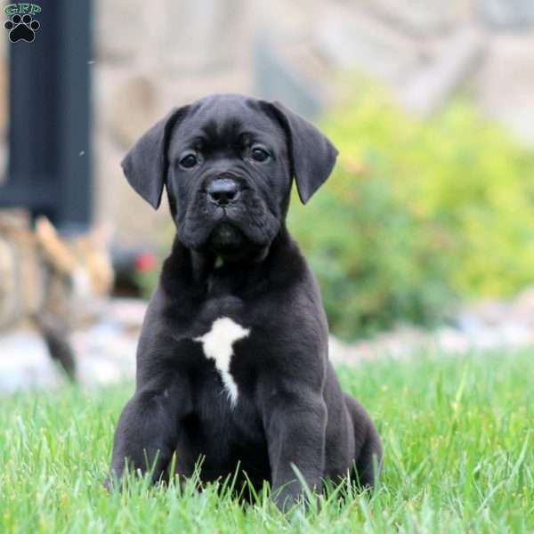 Mitzy, Cane Corso Puppy