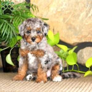 Mitzy, Miniature Poodle Puppy