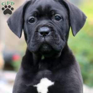 Mitzy, Cane Corso Puppy