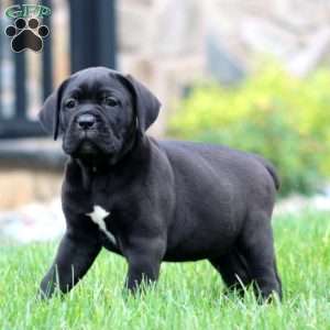 Mitzy, Cane Corso Puppy