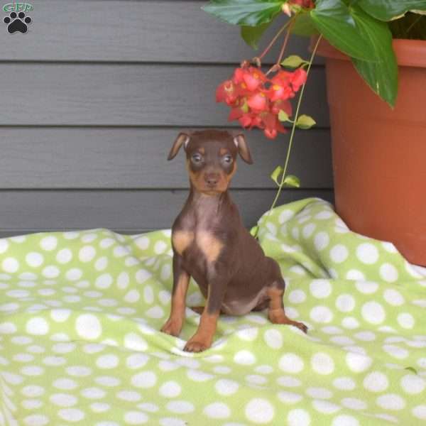 Mocha, Miniature Pinscher Puppy