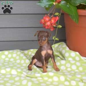 Mocha, Miniature Pinscher Puppy
