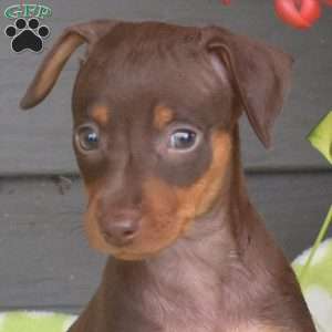 Mocha, Miniature Pinscher Puppy
