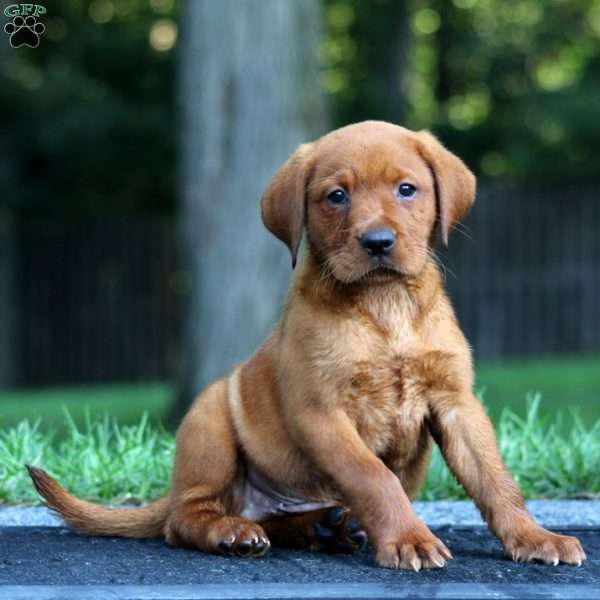 Mojo, Fox Red Labrador Retriever Puppy