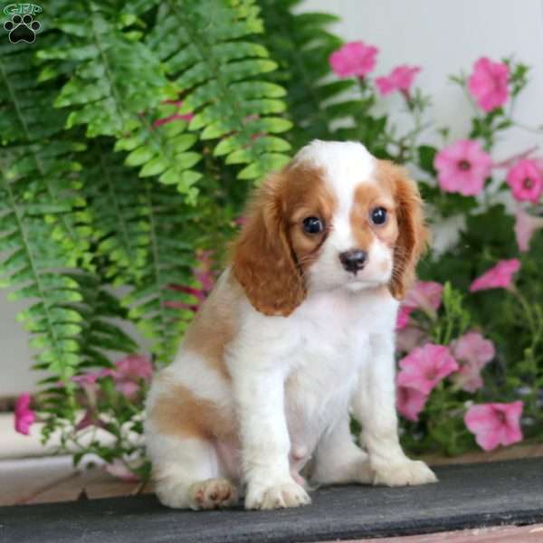 Mojo, Cavalier King Charles Spaniel Puppy