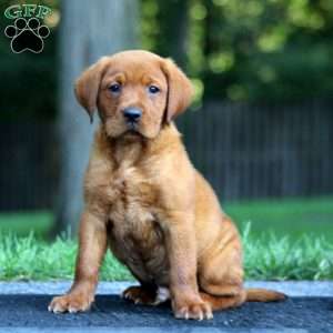 Mojo, Fox Red Labrador Retriever Puppy