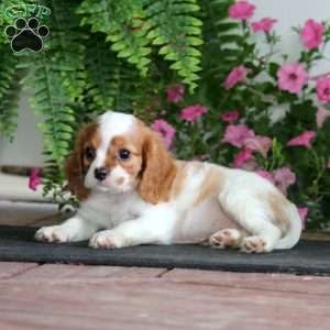 Mojo, Cavalier King Charles Spaniel Puppy