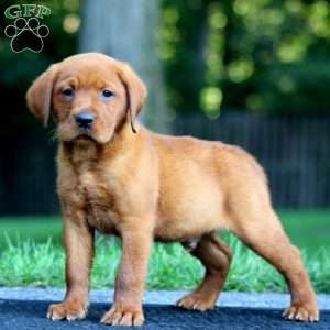Mojo, Fox Red Labrador Retriever Puppy