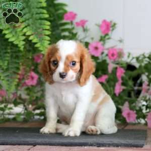 Mojo, Cavalier King Charles Spaniel Puppy