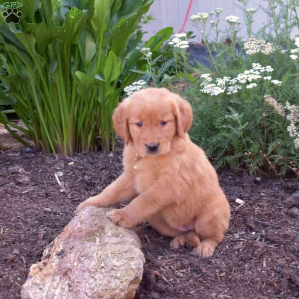 Molly, Golden Retriever Puppy