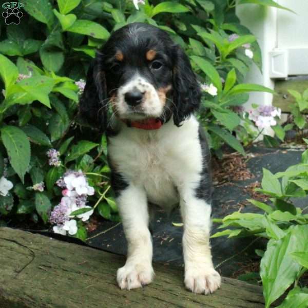 Molly, English Springer Spaniel Puppy
