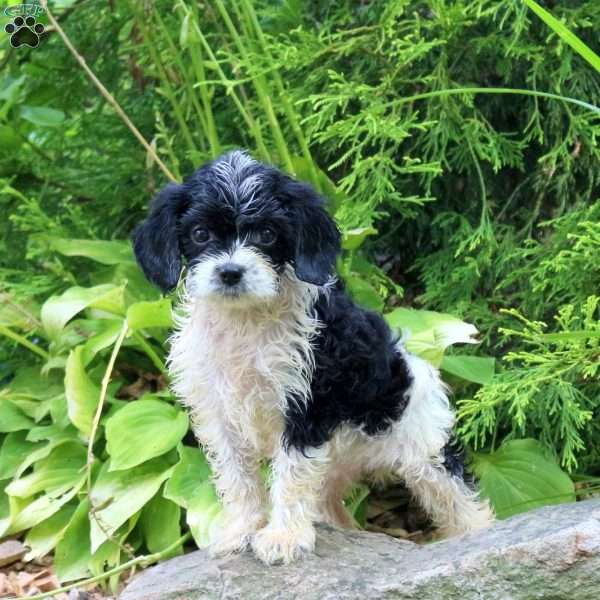 Molly, Cavapoo Puppy