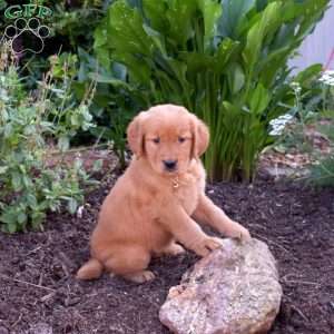 Molly, Golden Retriever Puppy