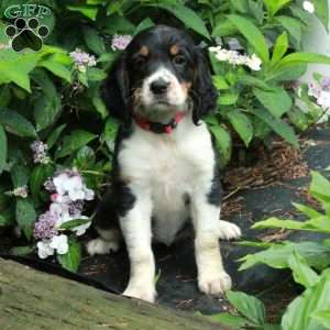 Molly, English Springer Spaniel Puppy