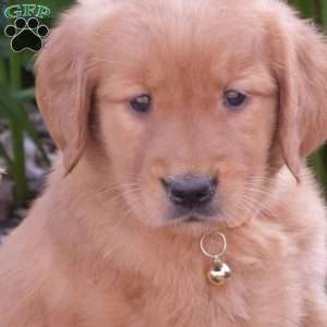 Molly, Golden Retriever Puppy