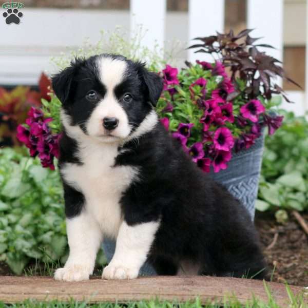 Molly, Bernese Mountain Dog Mix Puppy