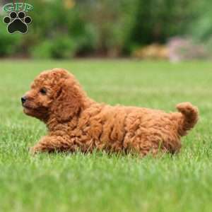 Molly, Toy Poodle Puppy
