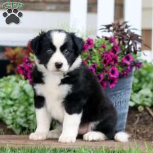 Molly, Bernese Mountain Dog Mix Puppy