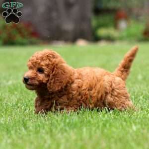 Molly, Toy Poodle Puppy
