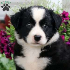Molly, Bernese Mountain Dog Mix Puppy