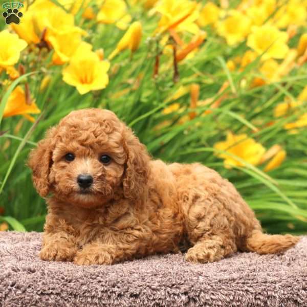 Molly, Toy Poodle Puppy