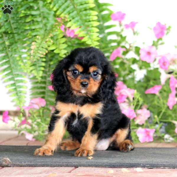 Monica, Cavalier King Charles Spaniel Puppy