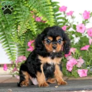 Monica, Cavalier King Charles Spaniel Puppy