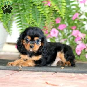 Monica, Cavalier King Charles Spaniel Puppy