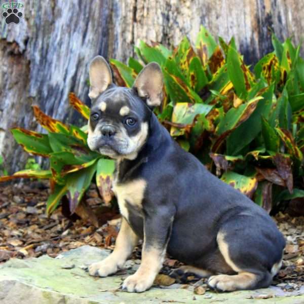 Monso, French Bulldog Puppy