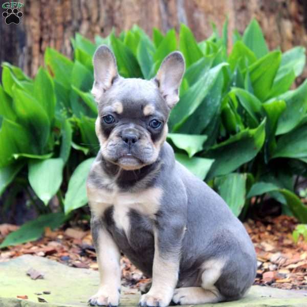 Monso, French Bulldog Puppy