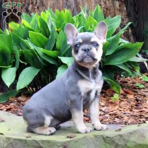 Monso, French Bulldog Puppy