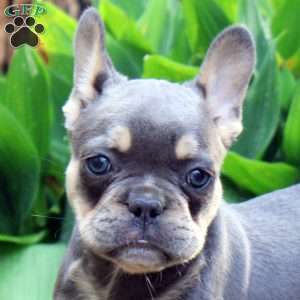 Monso, French Bulldog Puppy
