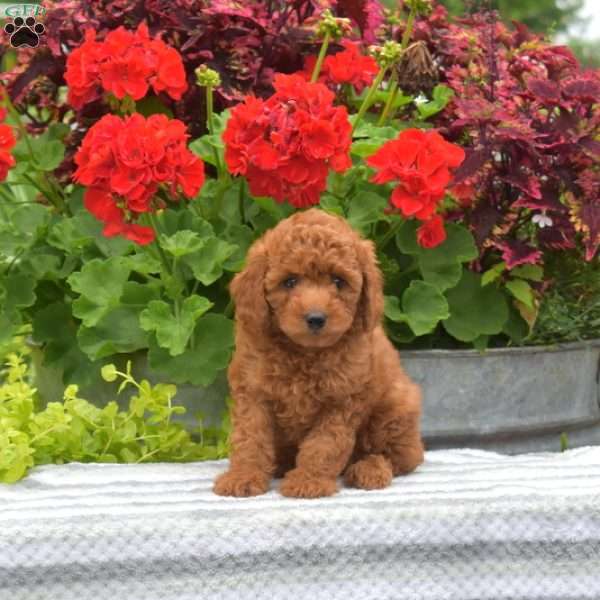 Monty, Miniature Poodle Puppy
