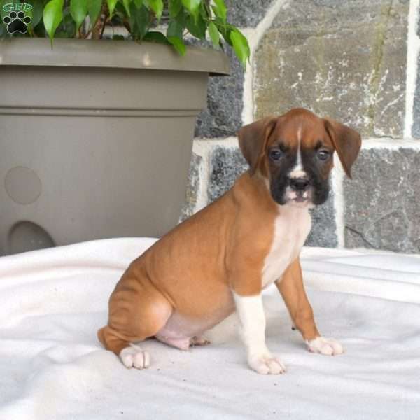 Monty, Boxer Puppy