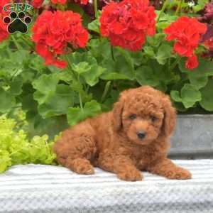 Monty, Miniature Poodle Puppy