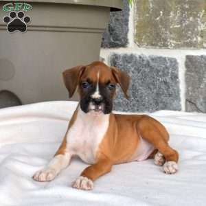 Monty, Boxer Puppy