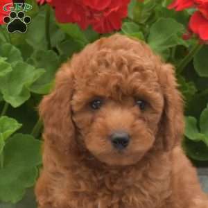 Monty, Miniature Poodle Puppy