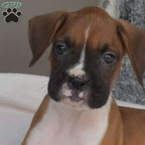 Monty, Boxer Puppy